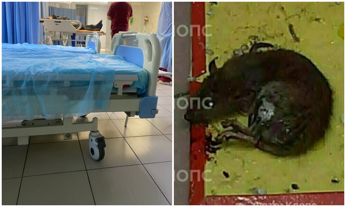 «Все в панике». Крыса покусала пациента прямо на больничной койке