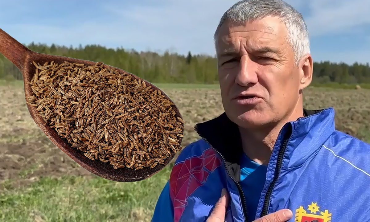 Парфенчиков дал некому инвестору землю под выращивание тмина там, где раньше обещал производство табака