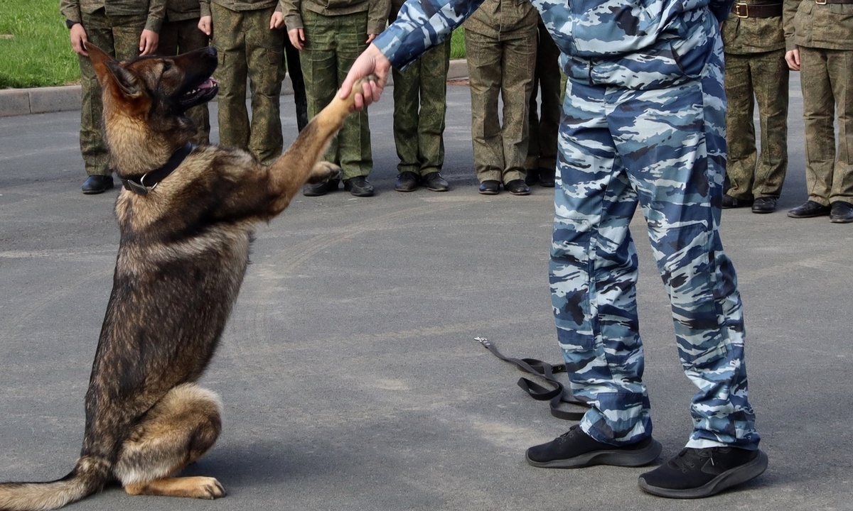 В Петрозаводске собака нашла вора по запаху шоколада