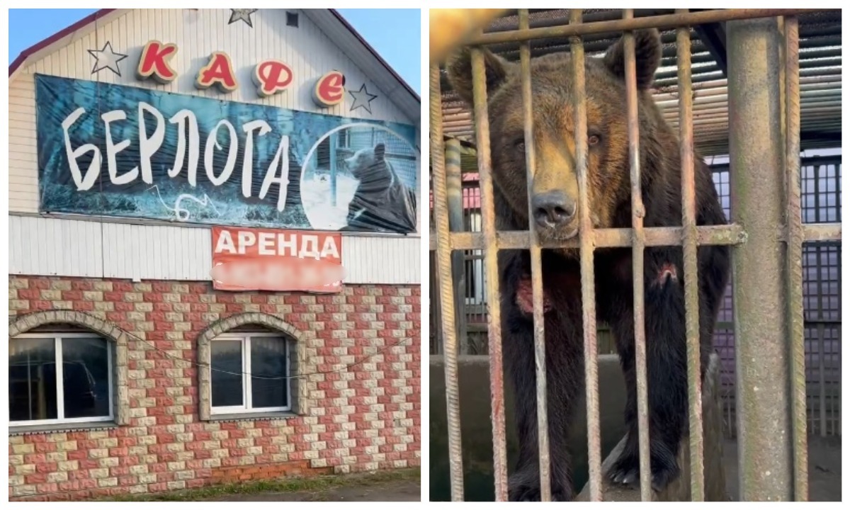 «У нее открытые раны»: россиянка обнаружила рядом с закрывшимся кафе погибающую медведицу