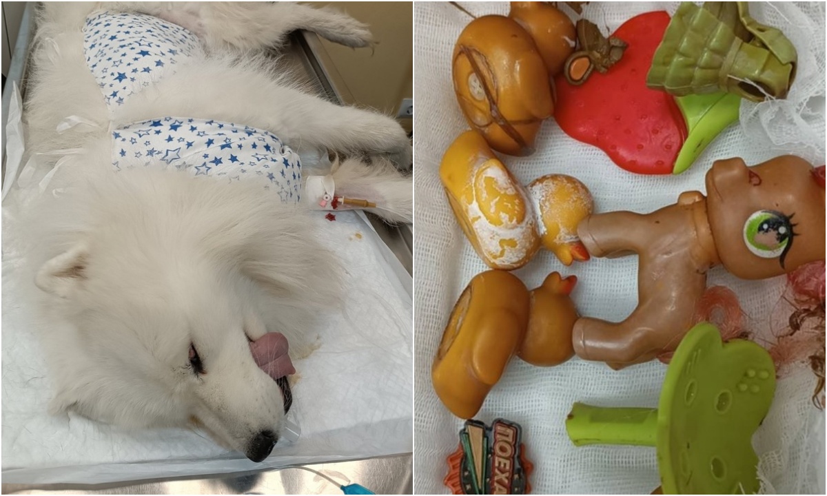 Ветеринары спасли собаку, которая спрятала в себе детские игрушки
