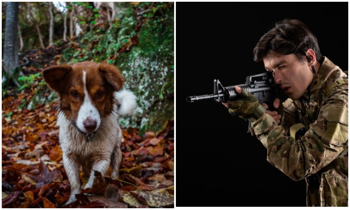 Финны отстреливают бродячих собак из России