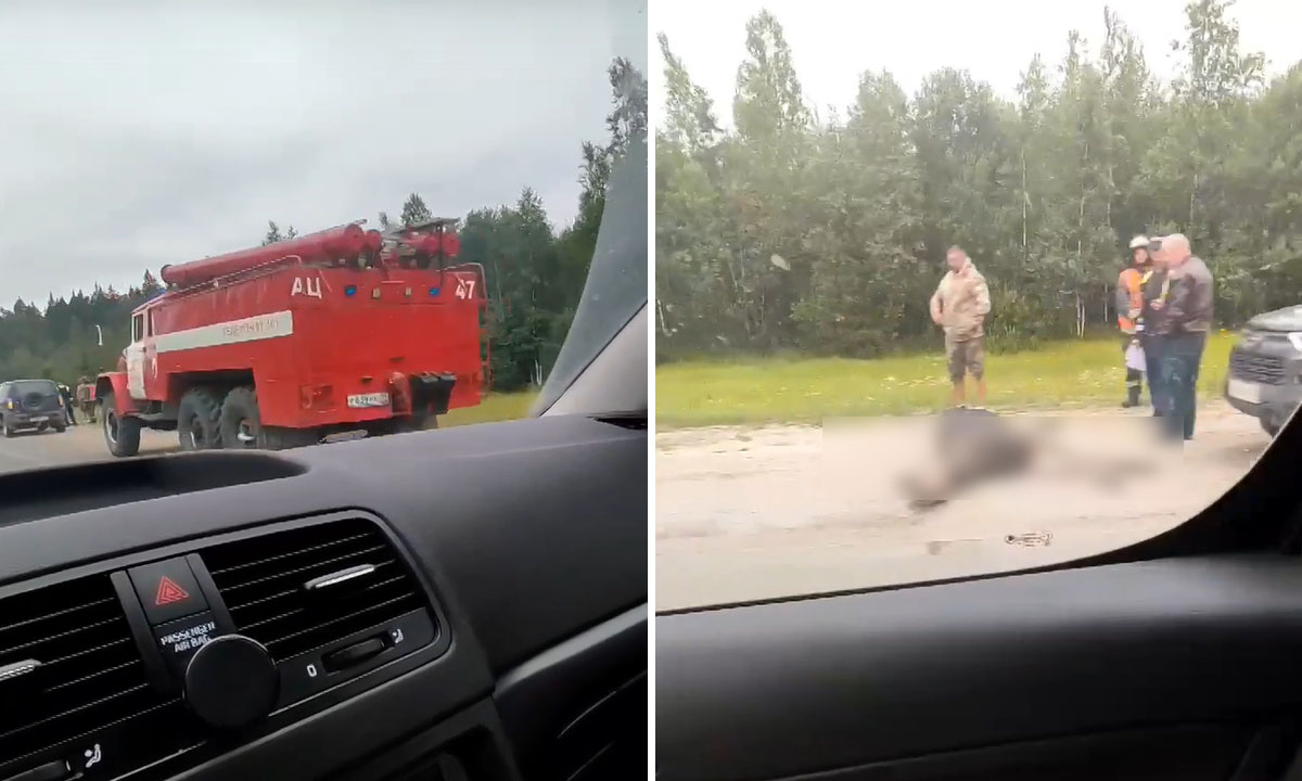 «Бедный лосяш». На трассе под Петрозаводском сбили лося