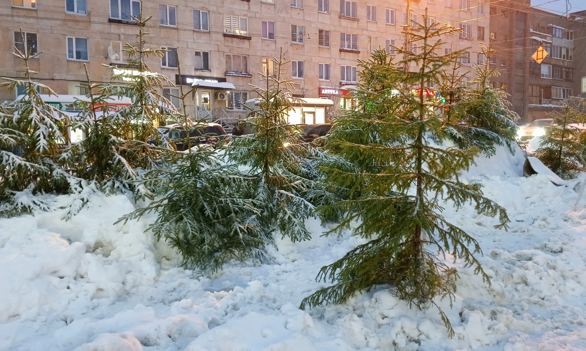 Названы адреса, где в Петрозаводске можно купить живые елки