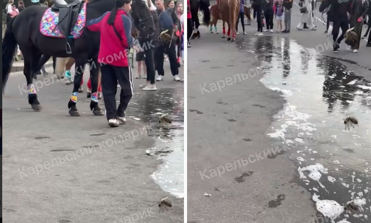 «Люди закрывали носы». Петрозаводчане пожаловались на конскую мочу на набережной
