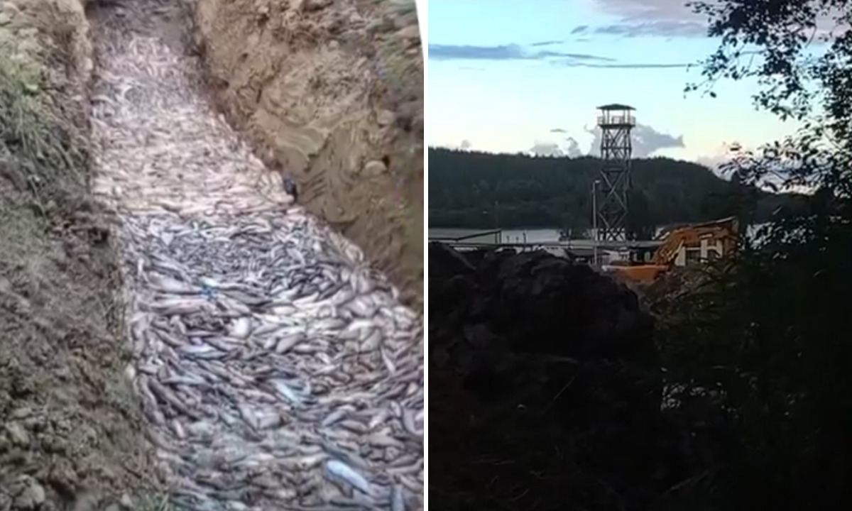 «Уже медведь ходил». Еще одну огромную свалку тухлой рыбы обнаружили в Карелии