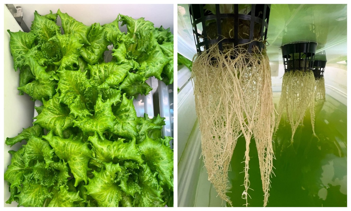 В Карелии создают «идеальный салат»