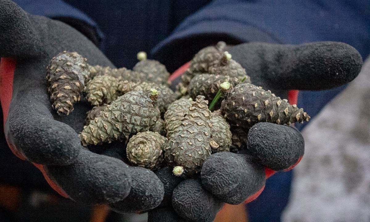 Житель Карелии собрали шесть тонн отличных шишек