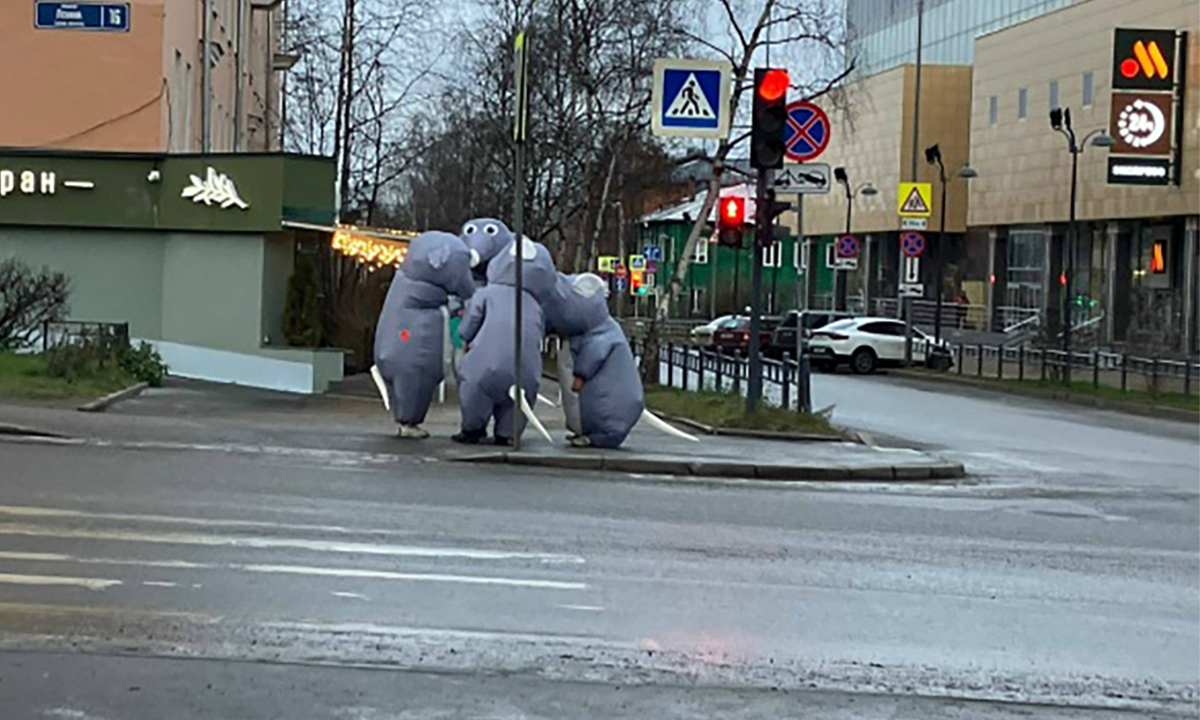 «Они везде». В Петрозаводске собирают списки дворов с крысами