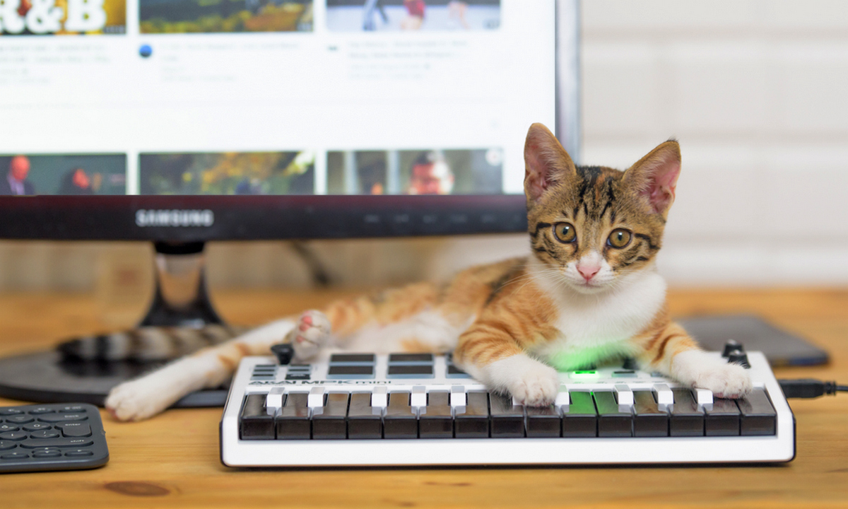 В Карелии обокрали квартиру с котом