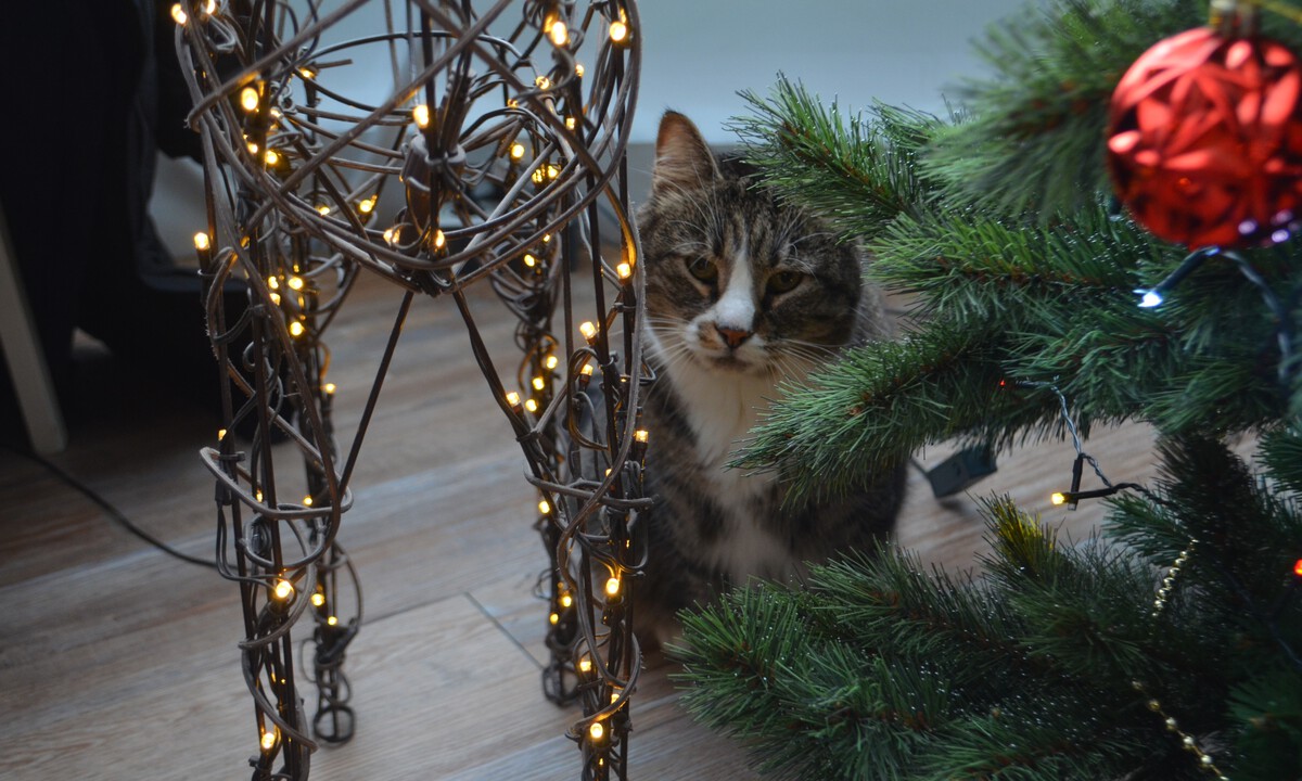 Объяснено, как выбрать безопасную гирлянду к Новому году