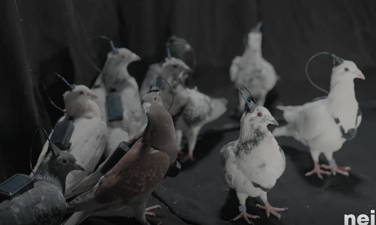 В России создали голубей-биодронов