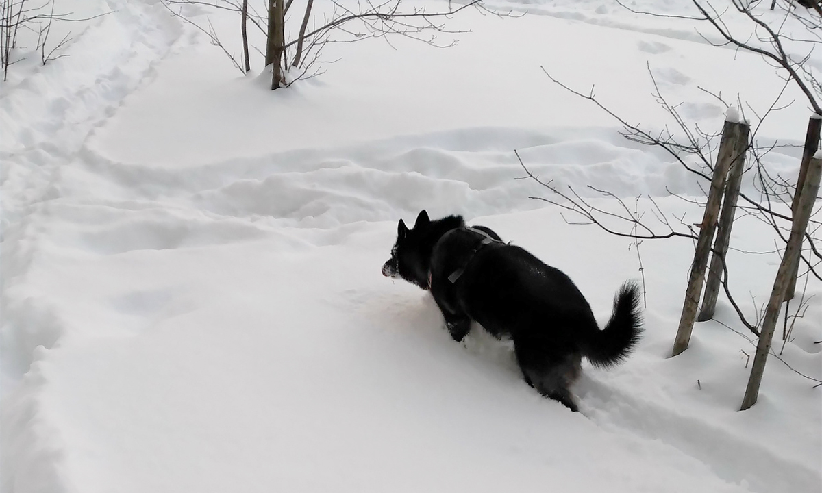 Житель Петрозаводска готовился к преступлениям во время прогулок с собакой