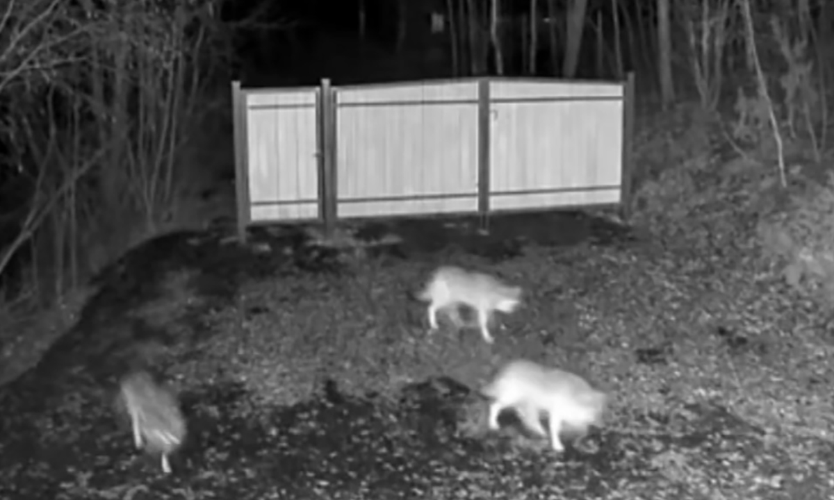 В Карелии убили трех волков, которые выходили к людям