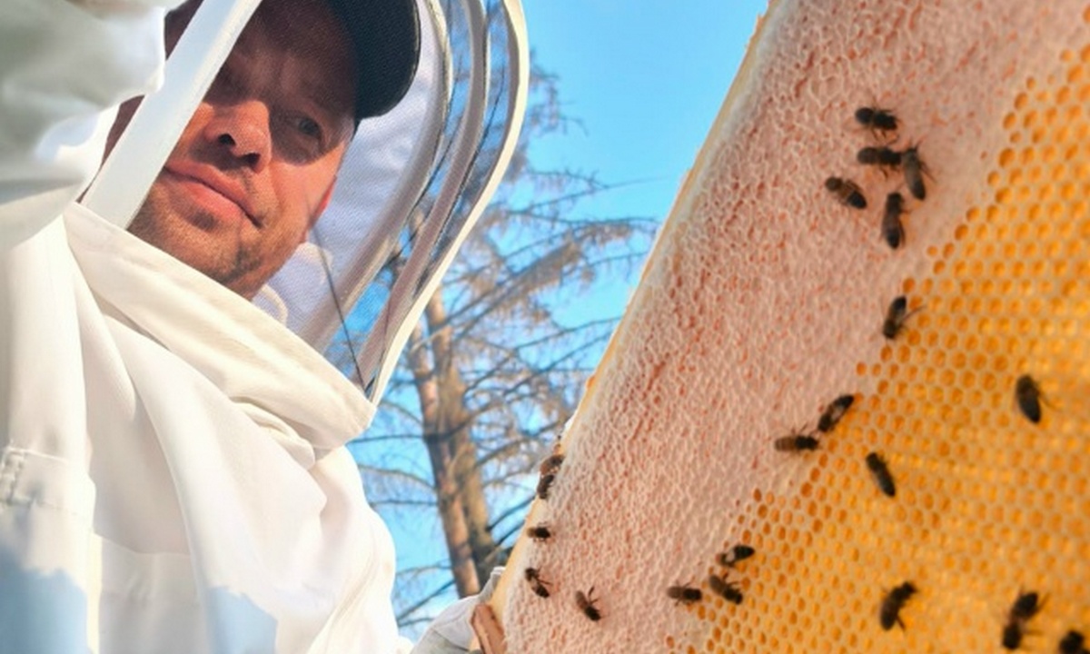 В Карелии выращивают малину с помощью пчел