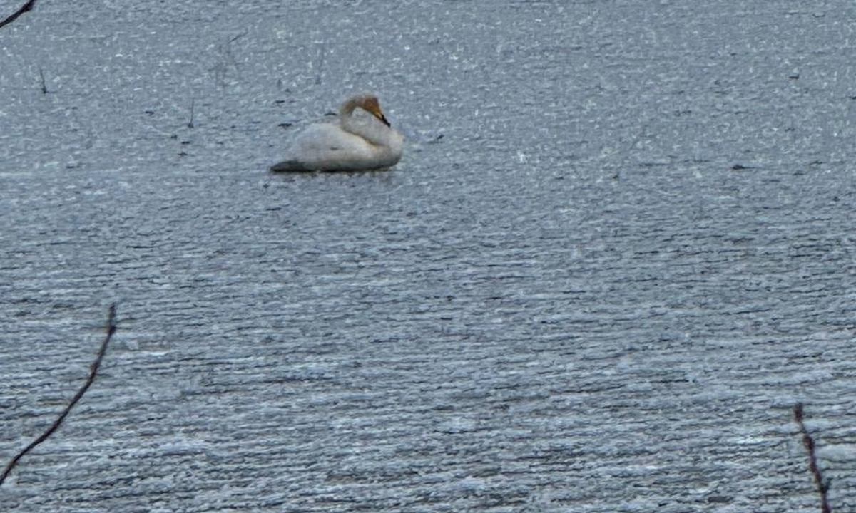Жителям Карелии рассказали, надо ли спасать одиноких лебедей