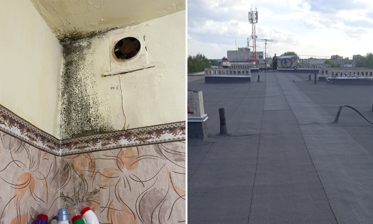 Стало известно, почему в Карелии в квартире беременной женщины растет черная плесень