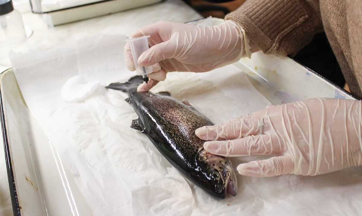 Карельские ученые рассказали, какую рыбу нужно есть жителям севера и как ее готовить