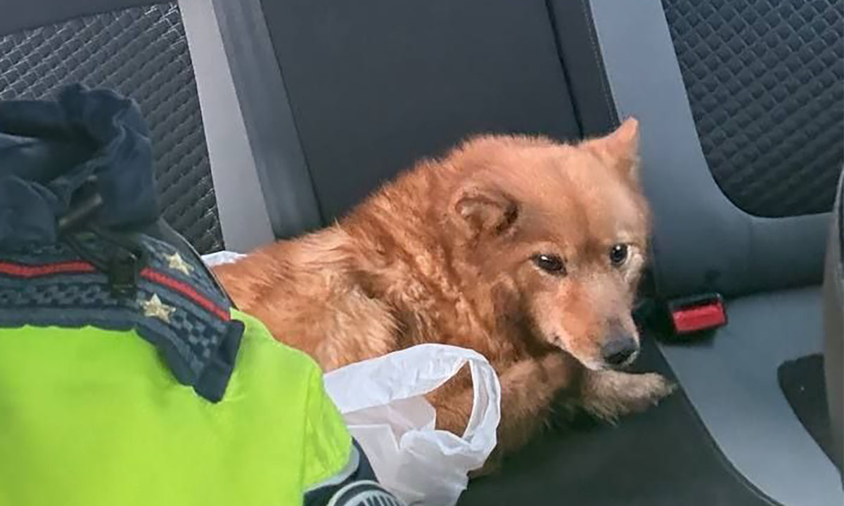 В Карелии полицейские спасли на трассе собаку с травмами