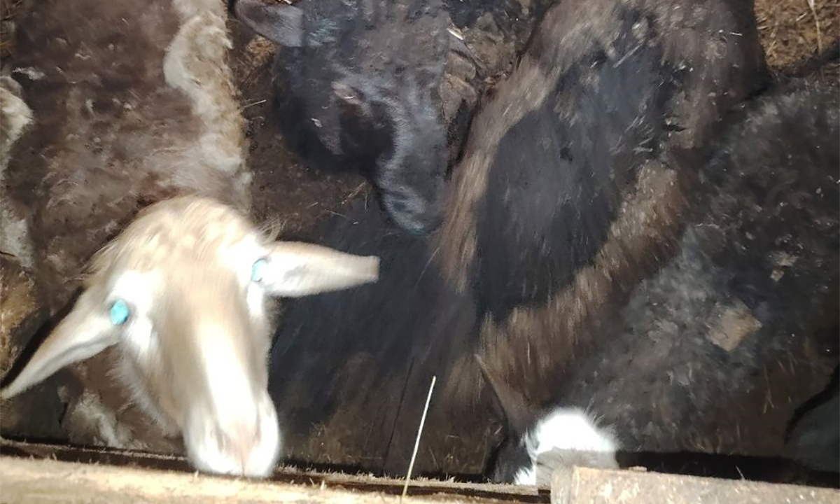 Животных на страшной ферме в Карелии арестовали