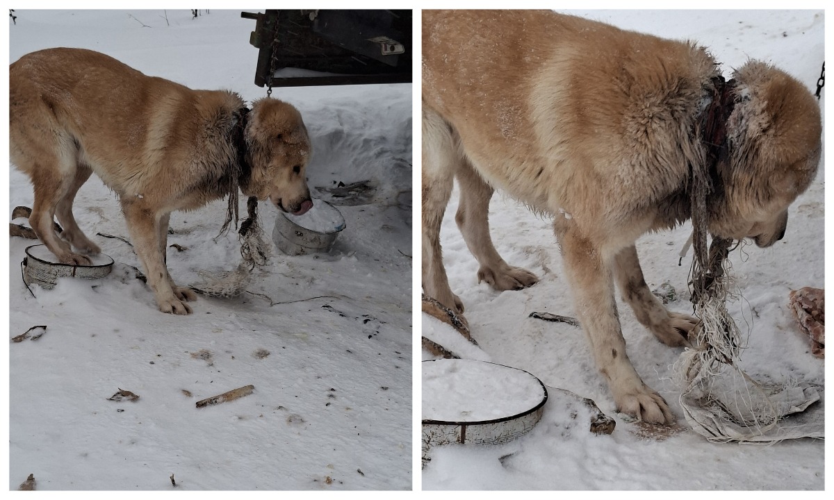 Жителей Карелии призвали спасти погибающую собаку