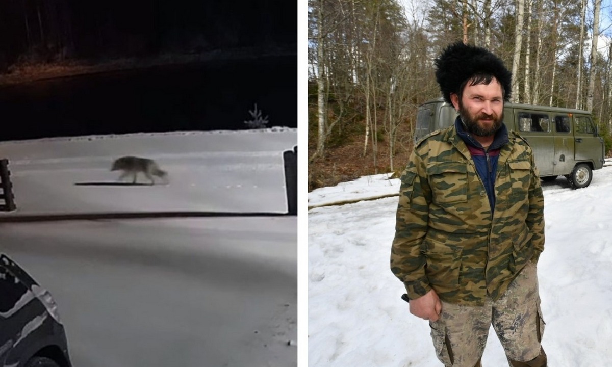 В Карелии поймали одного волка, ходившего у деревни, еще один — скрылся