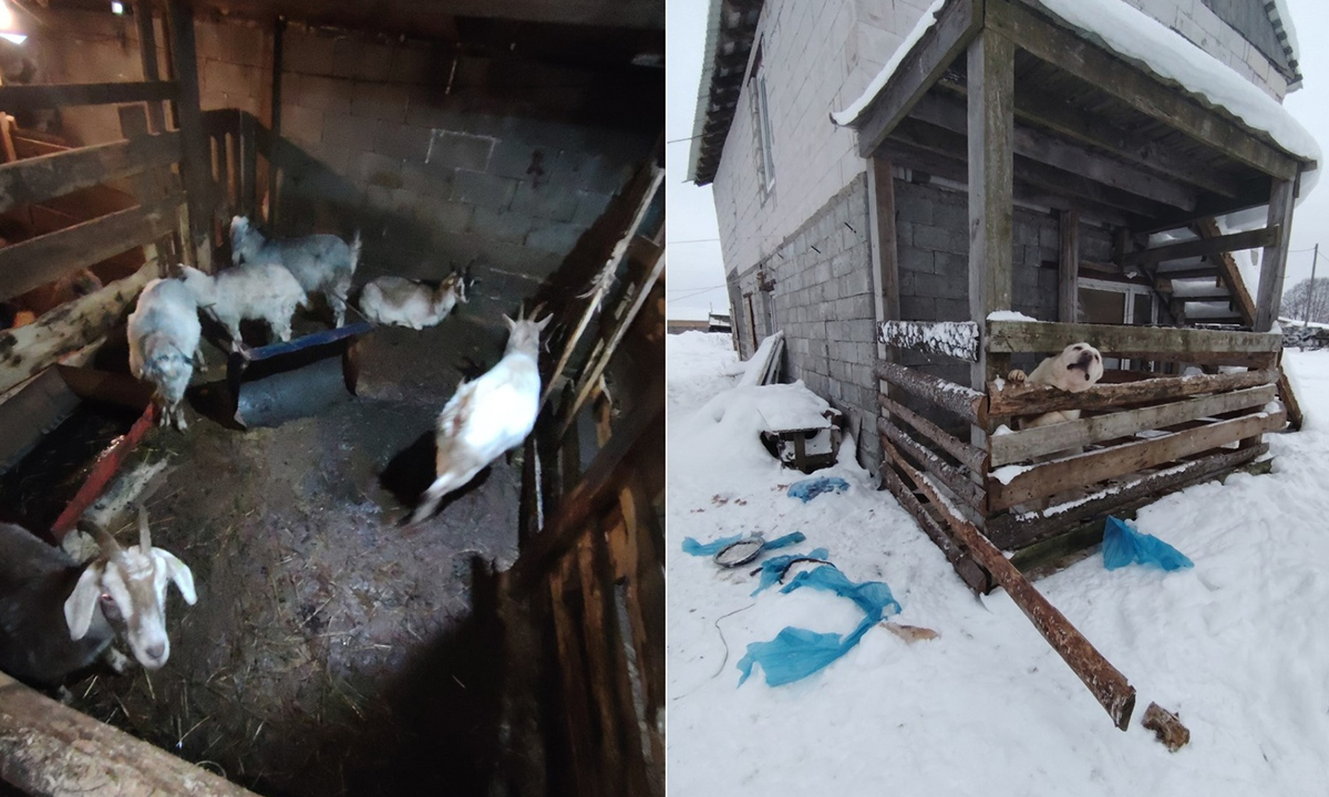 Стало известно, чем завершились проверки на страшной ферме в Карелии