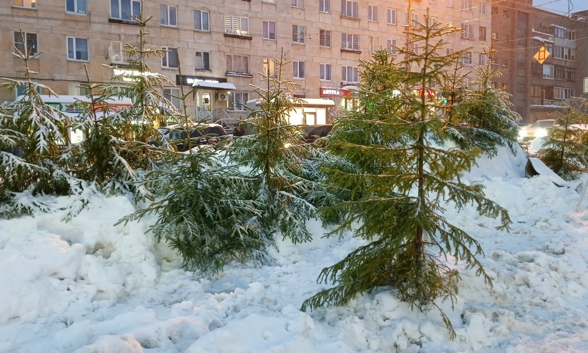 В Петрозаводске новогодние ели можно сдать в специальные бункеры