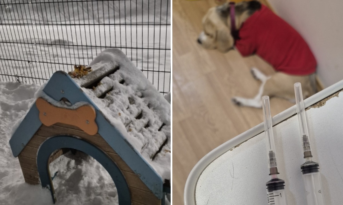 В Петрозаводске щенок оказался в клинике после прогулки на собачьей площадке