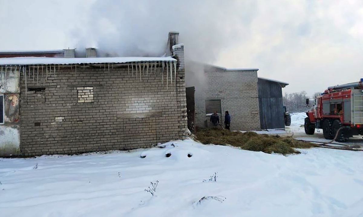 Пожар в совхозе Карелии: спасли 250 кровов