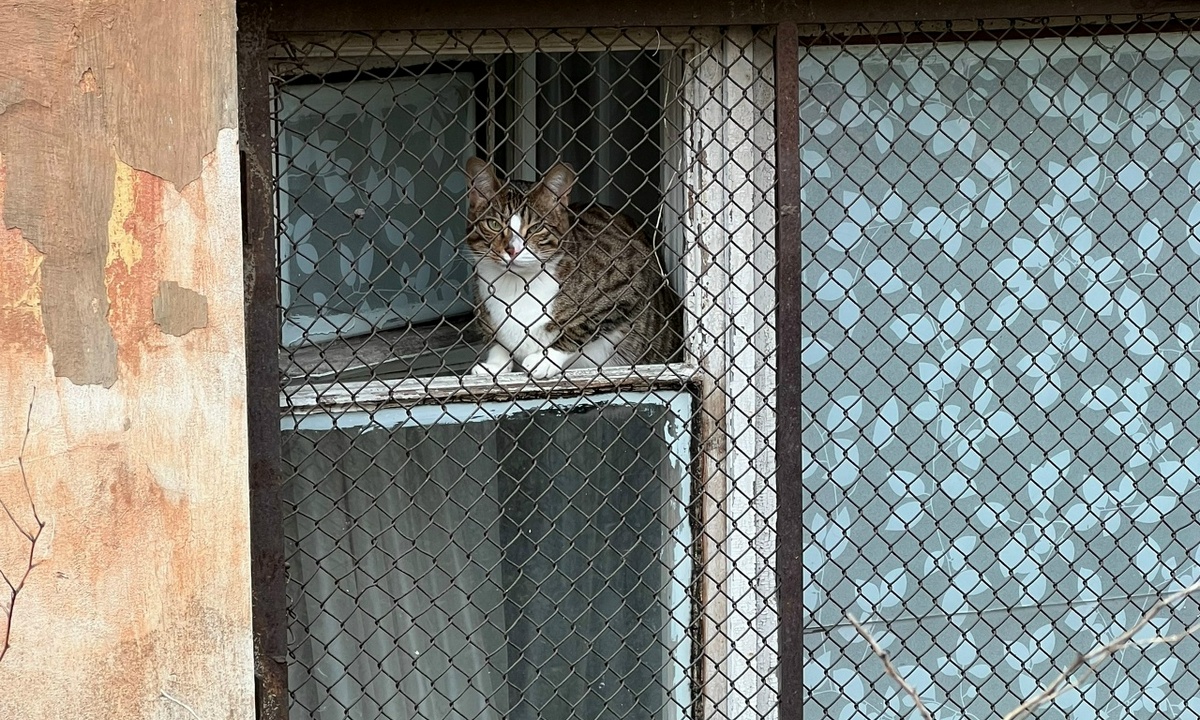 «Неконституционно». В России могут ограничить количество питомцев на квартиру