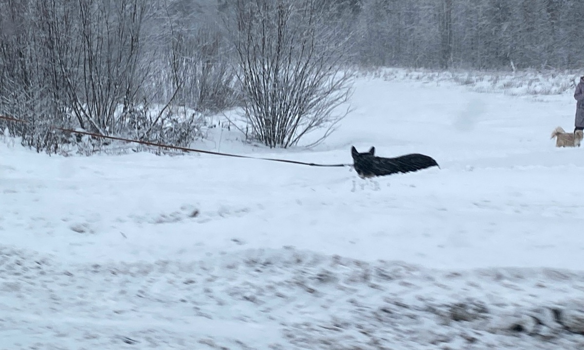 Мужчина изрезал ножом чужую собаку, пытаясь спасти свою
