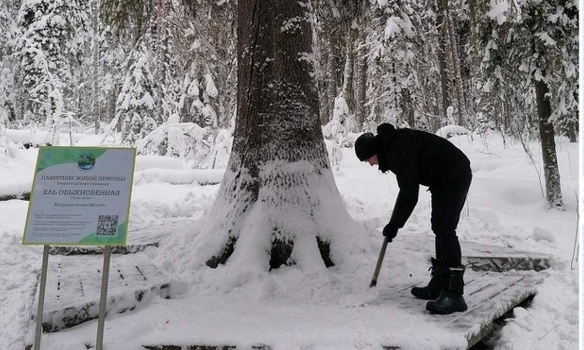 После жалоб почистили тропы к ели Фенноскандии