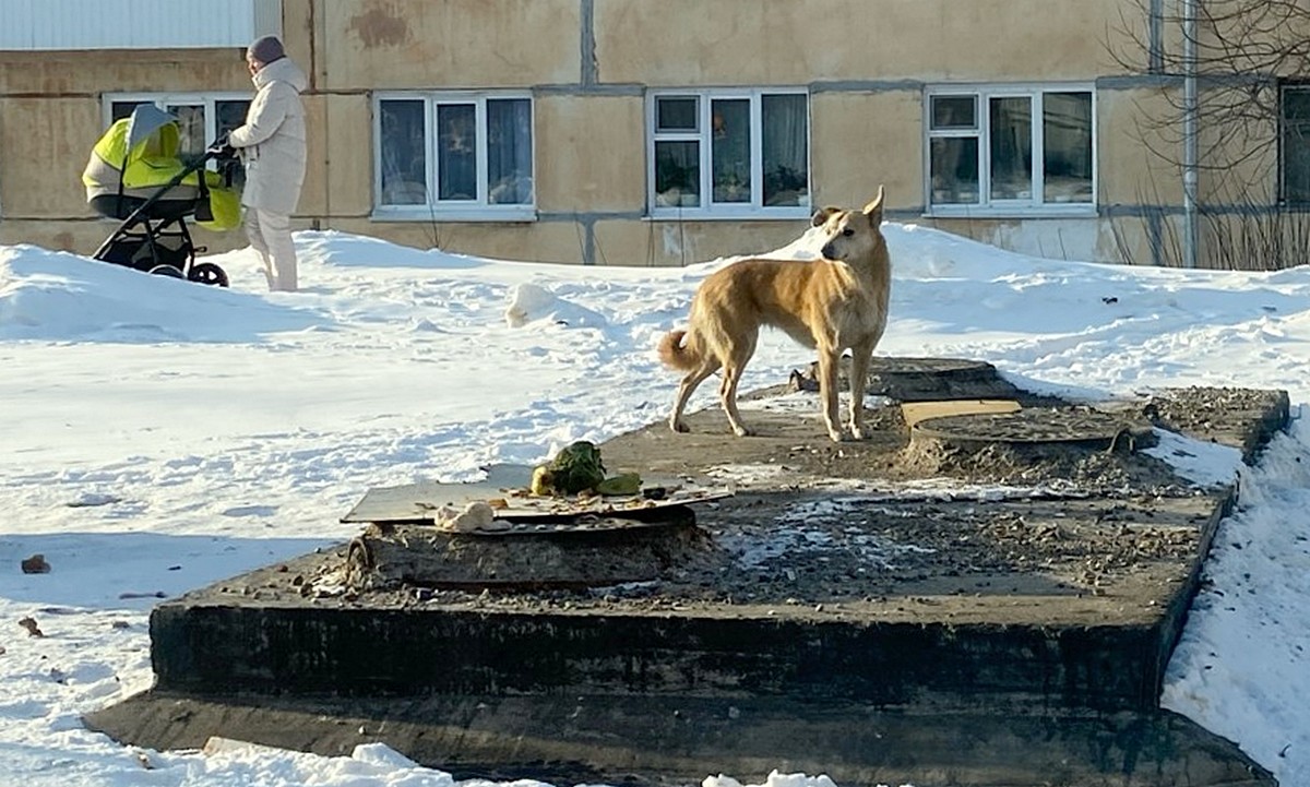 В Карелии собака покусала ребенка на детской площадке