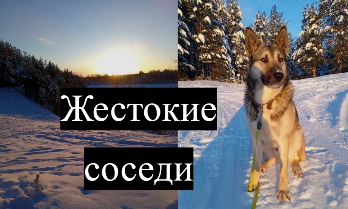 «Ася умирала мучительно»: в Карелии пенсионеры переехали в частный сектор и столкнулись с жестокостью соседей (18+)