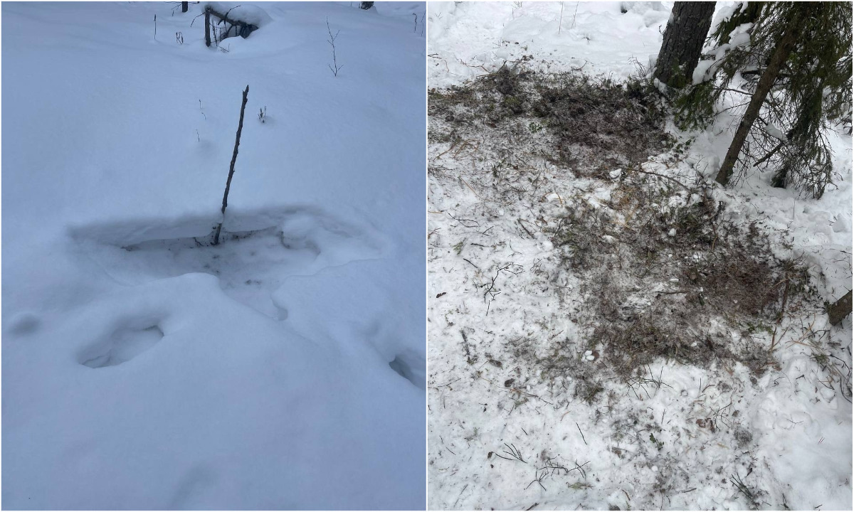 «Нагло проходят, не стесняясь хозяев»: наркоманы атаковали дачи в Карелии