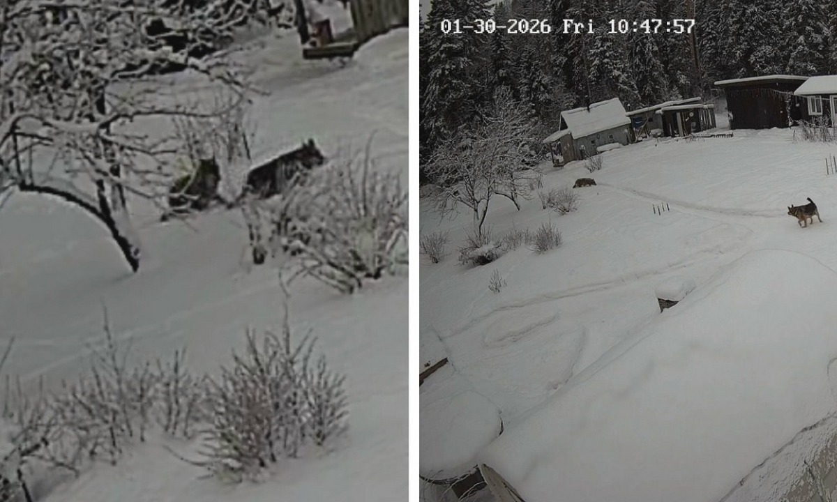 Появились кадры, как волки в Карелии пытались утащить собаку у дома