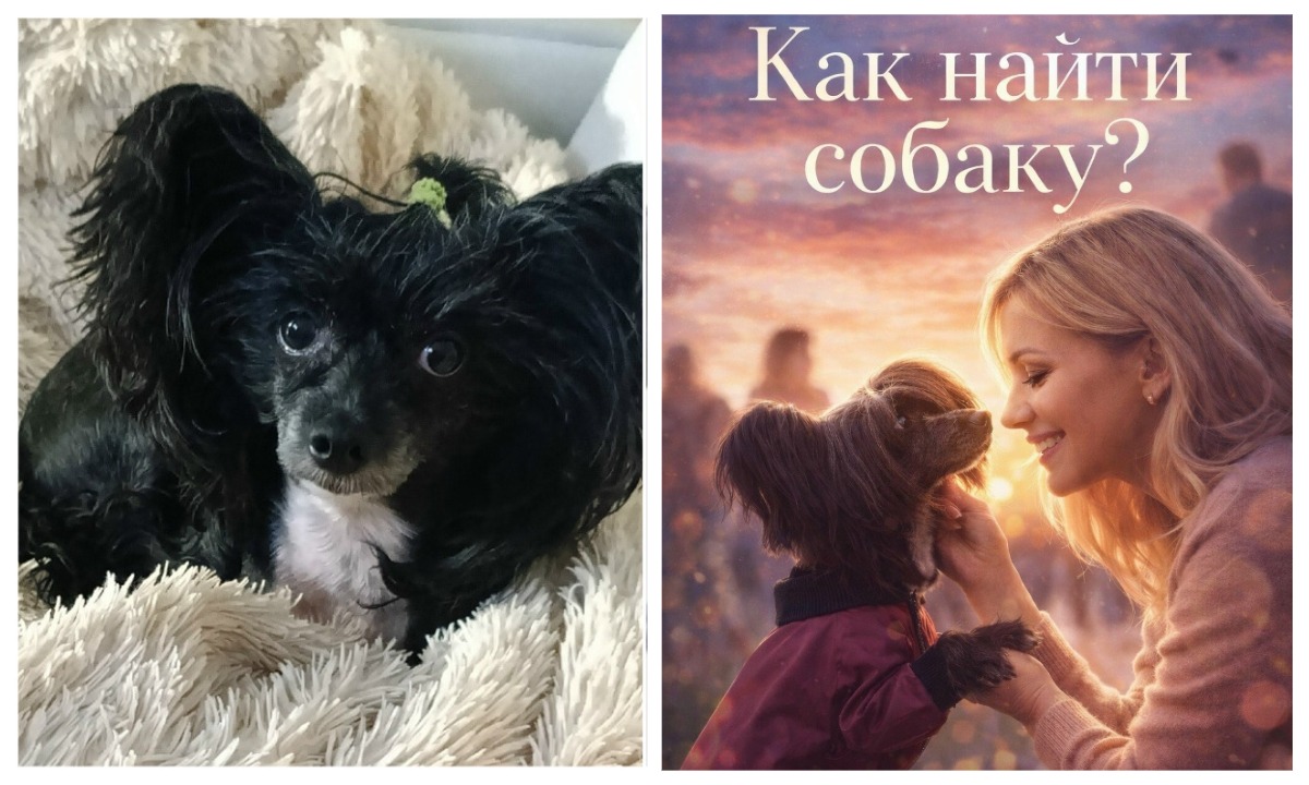 Хозяйка пропавшей в Петрозаводске собаки Зорины обратилась за помощью к астрологам