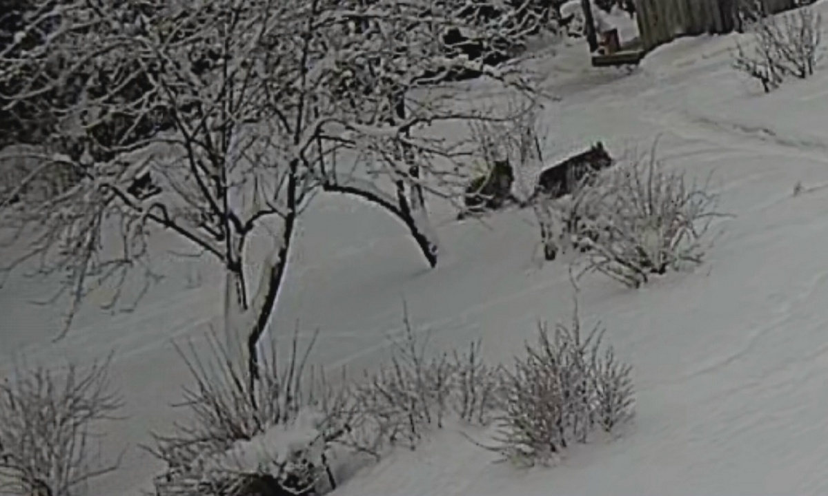 Волк вышел к домам в Карелии: люди напуганы