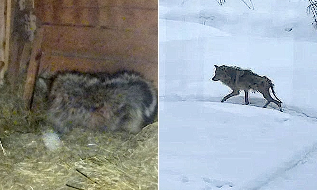«Почти лысый». Бабушка спрятала волка в сарае, чтобы его не убили охотники