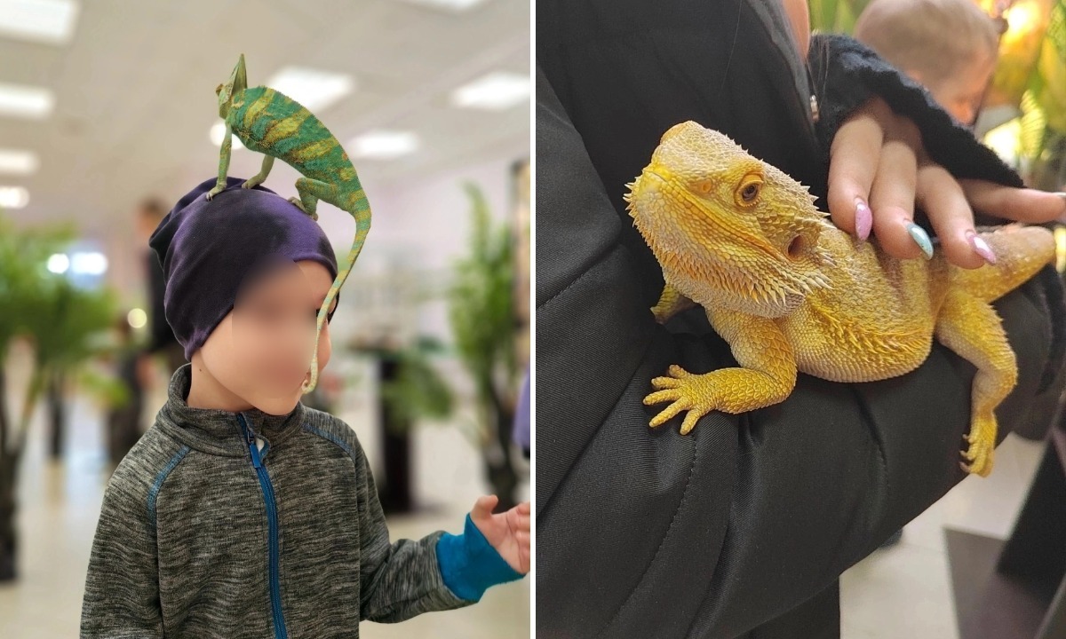 В ТЦ незаконно показывали ящериц и хамелеонов: посещать такие выставки опасно!