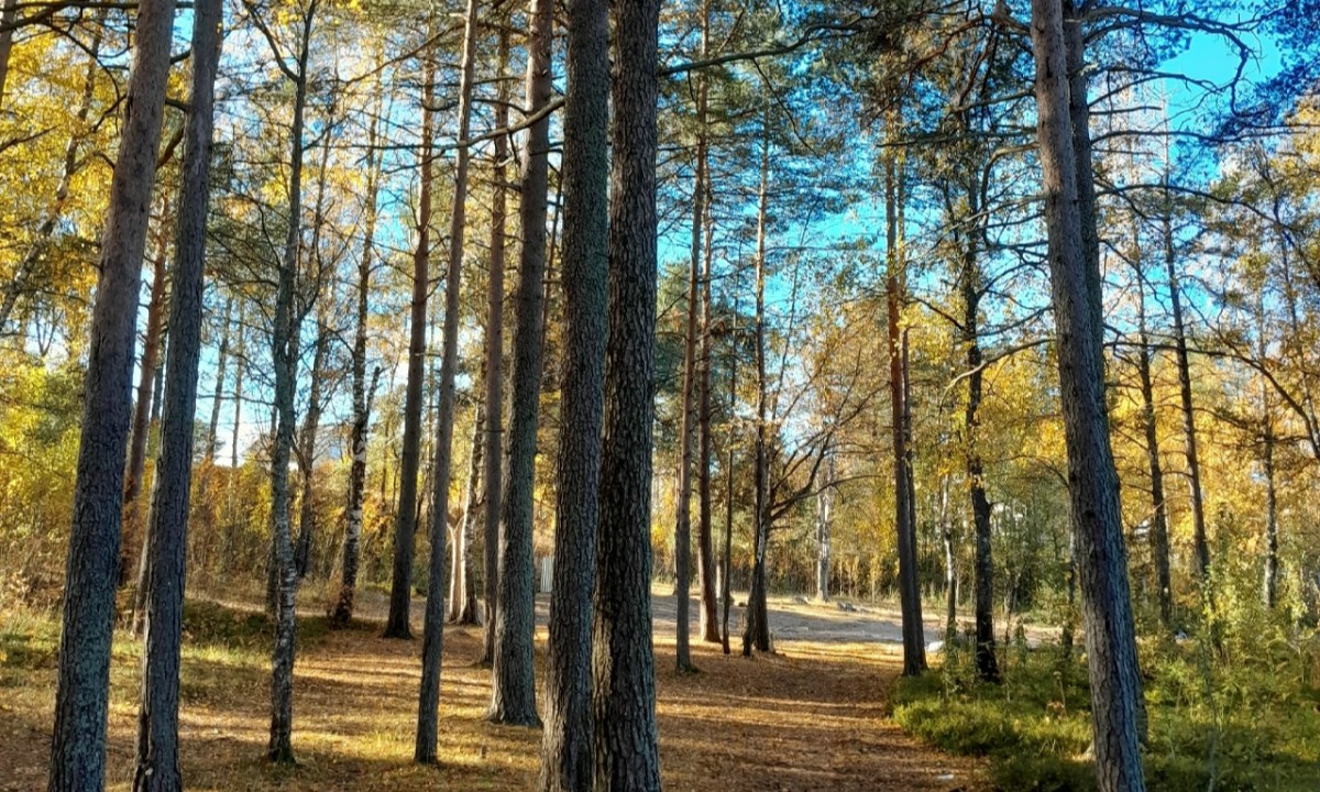 «Без всякого обоснования»: в Карелии живописный бор и пляж отдали под застройку
