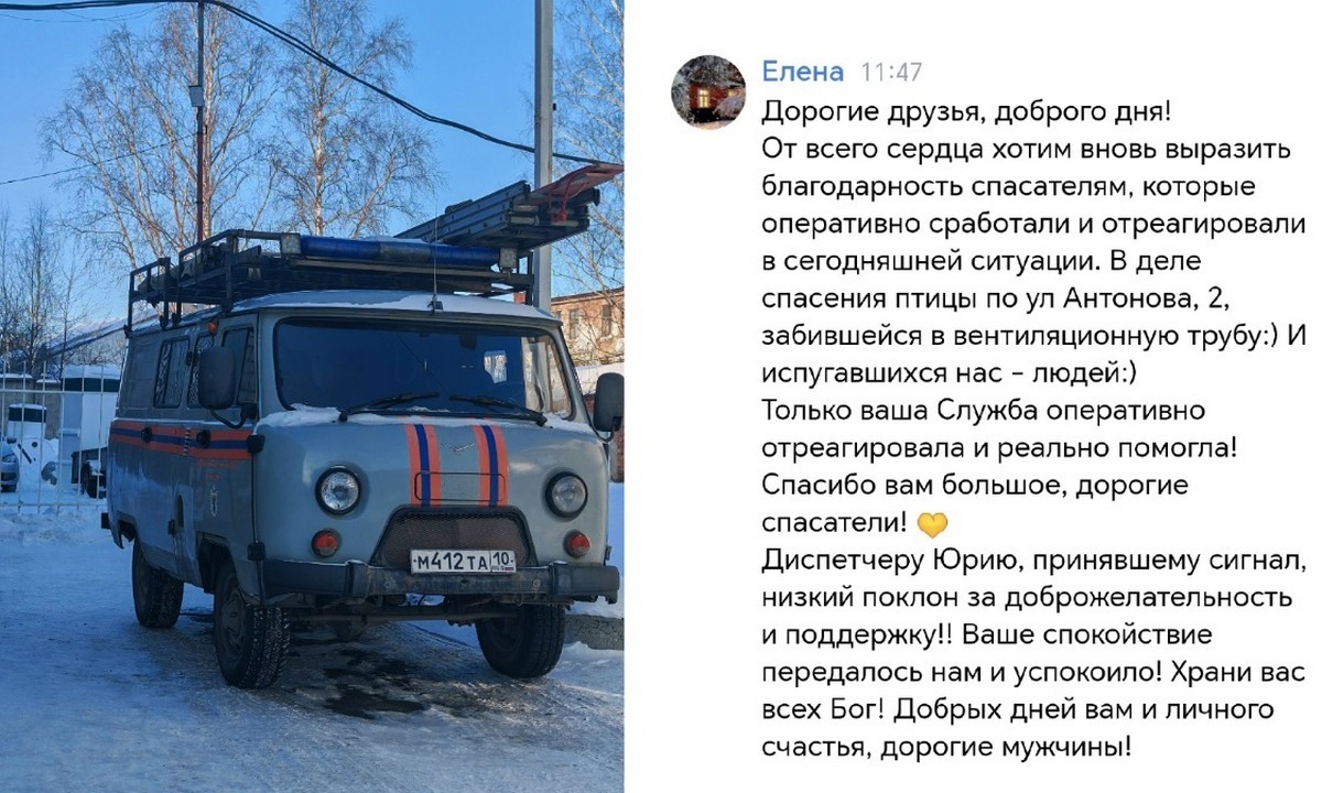 В Петрозаводске спасли птицу, забившуюся в трубу