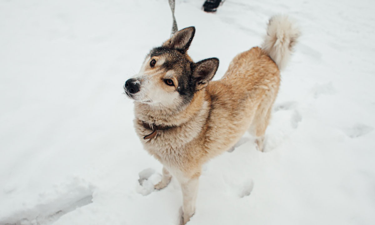 В Карелии собаку отравили прямо во дворе, подсыпав отраву в миску 