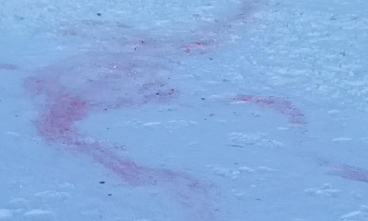 «Следы крови и волочения». В карельском поселке волки съели собаку