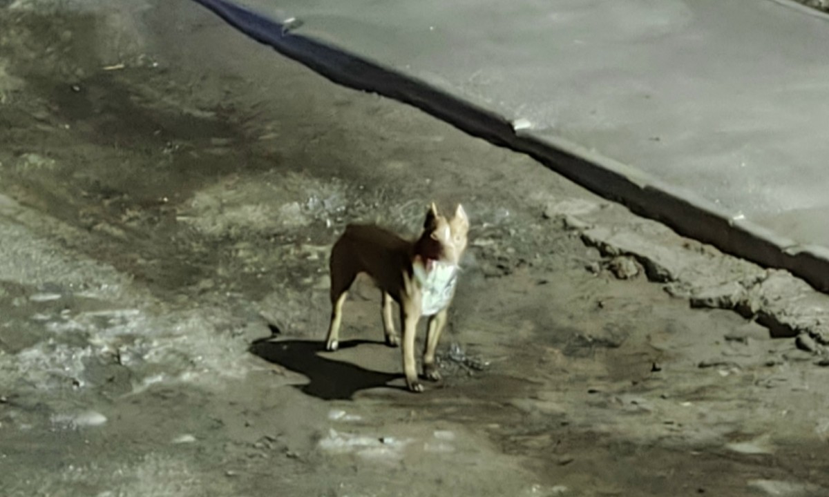 «Кидается на всех вокруг!» В Петрозаводске агрессивная собака держит в страхе два района: пес уже напал на девушку и собаку