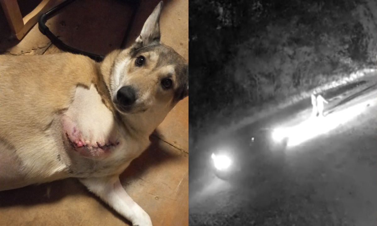 Жительница Карелии, сделавшая собаку Милу инвалидом, заплатит 60 тысяч