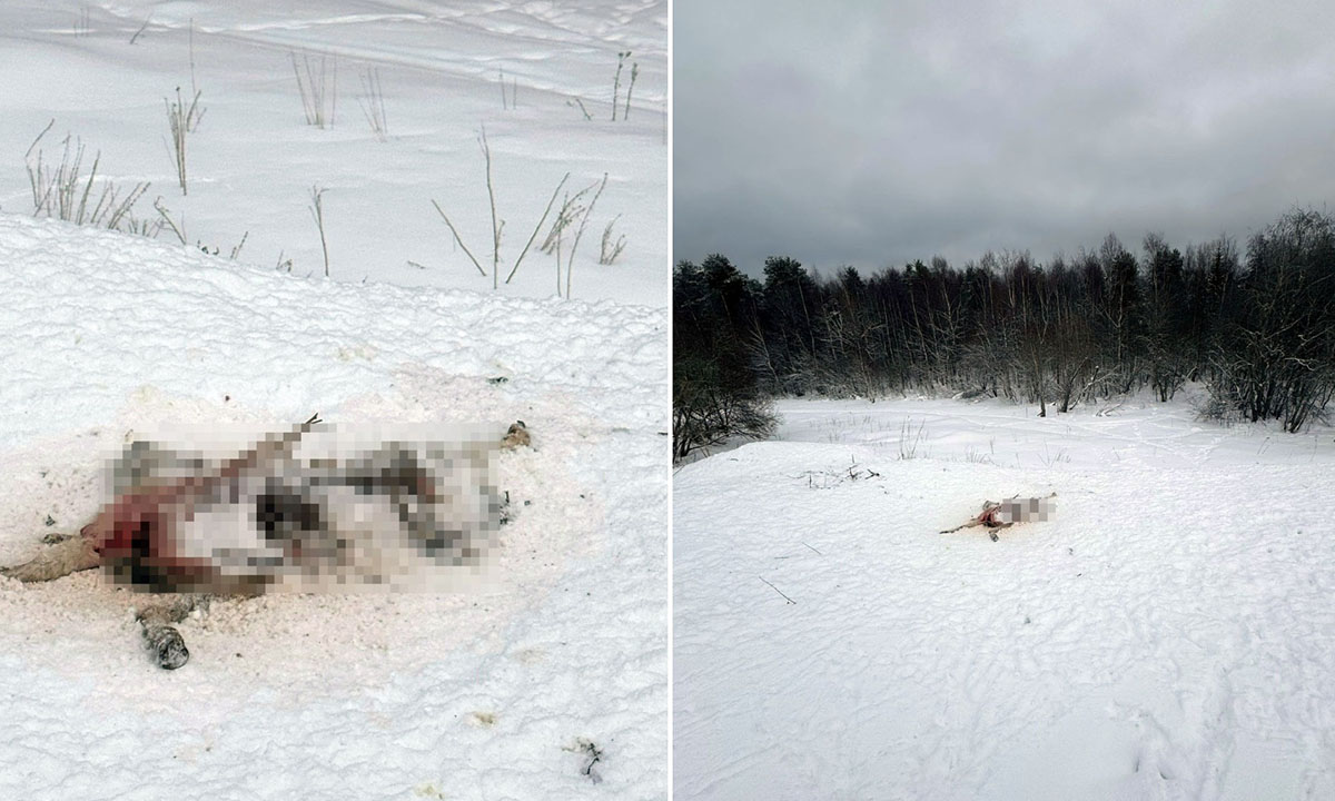 Очередная ужасная находка около страшной фермы в Карелии (18+)