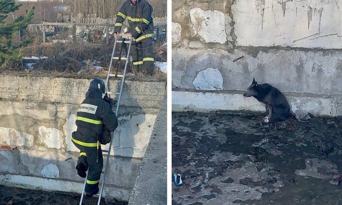 В Карелии спасли собаку, упавшую в глубокую яму