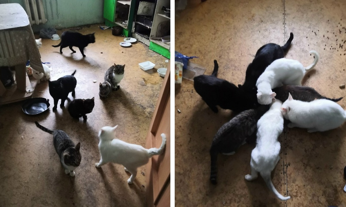 «Ситуация ужасная!». В Петрозаводске хозяин 11 кошек ушел на СВО